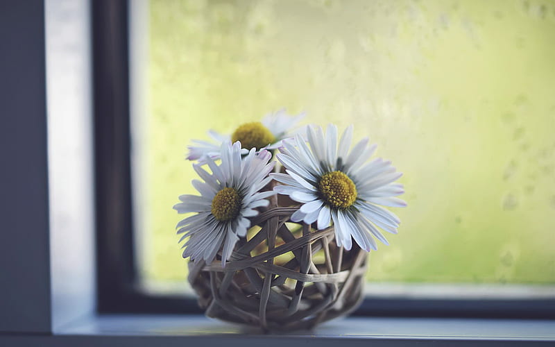 daisies, flowers on the windowsill, white flowers, beautiful flowers, floral decoration, HD wallpaper