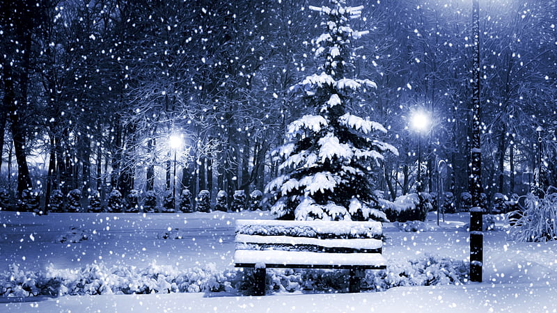 Take a Seat, nature, snow, winter, forrest, HD wallpaper
