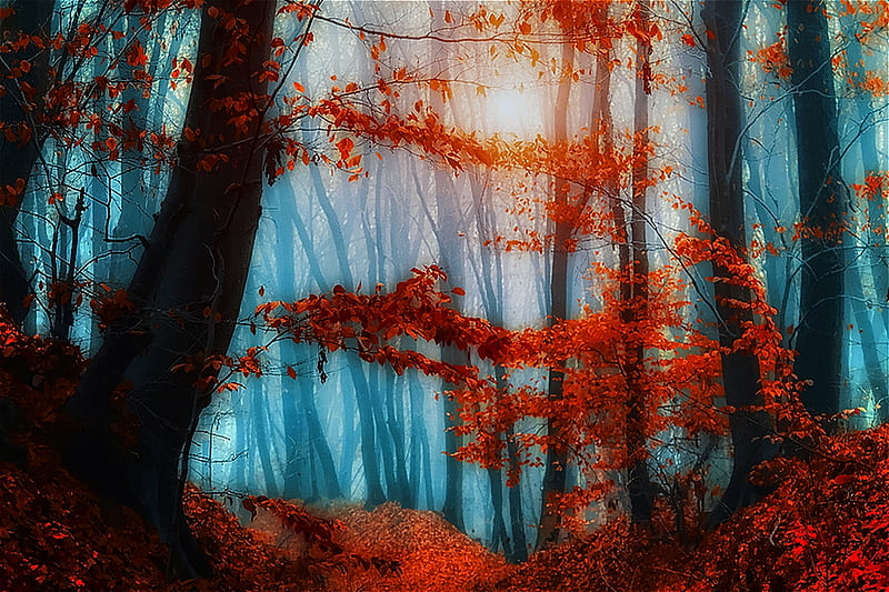 Enchanting Morning, tinted, red, forest, shine, bonito, trees, r, light, blue, HD wallpaper