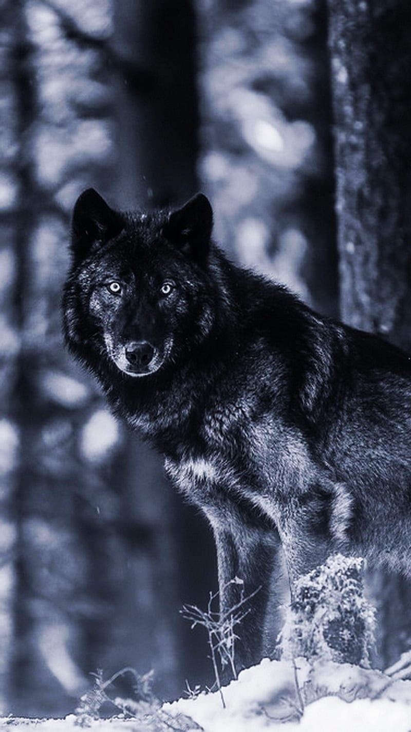 Black Wolf, animal, snow, HD phone wallpaper