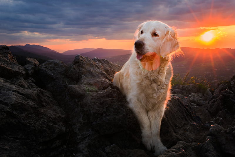 nature, dog, retriever, mountains, sunset, iza lyson, HD wallpaper