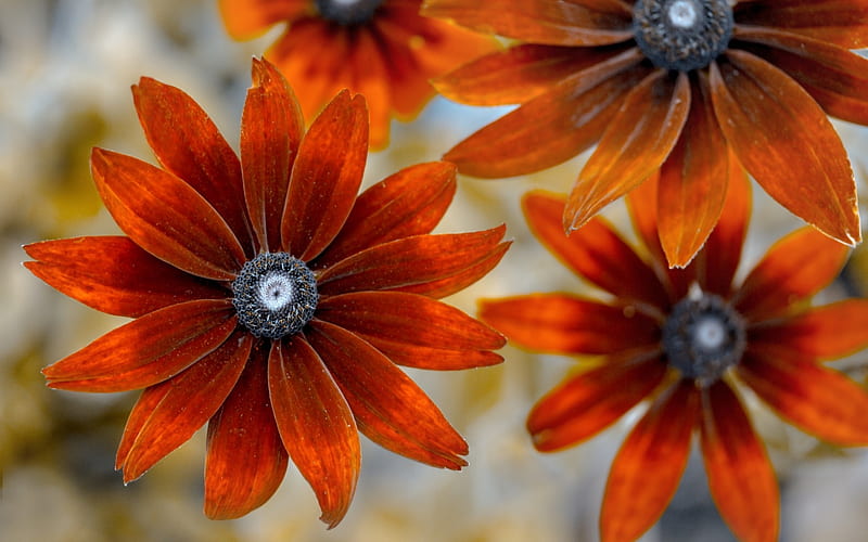 Rudbeckia, flower, summer, orange, HD wallpaper