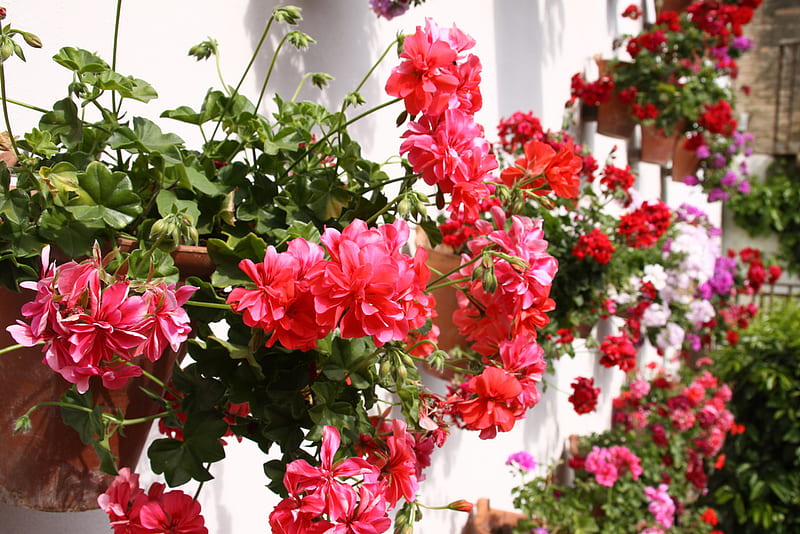 pelargonium, red, house, flowers, pot, bonito, wall, HD wallpaper