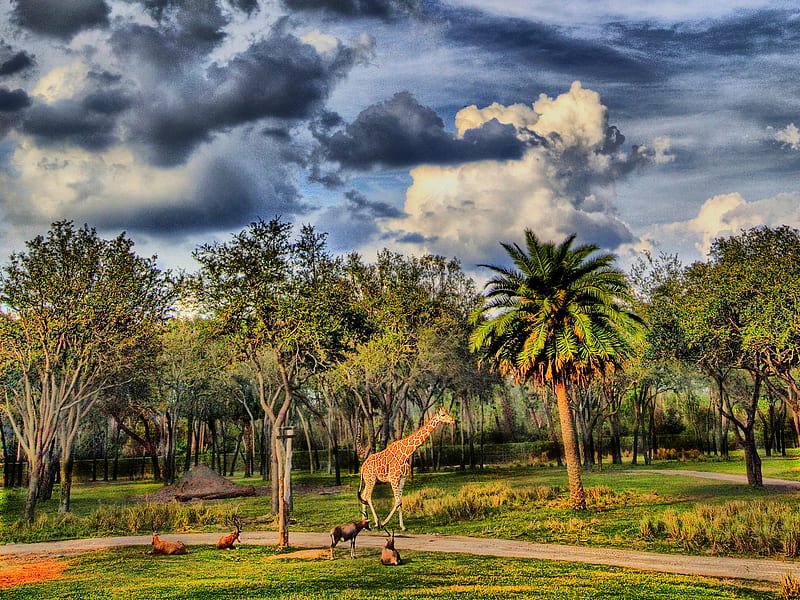 Giraffe On The Savannah, special, savannah, best, nature, r, giraffe, HD wallpaper