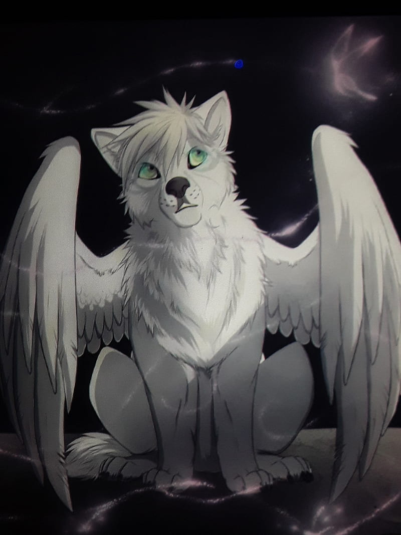 anime wolves with wings in love