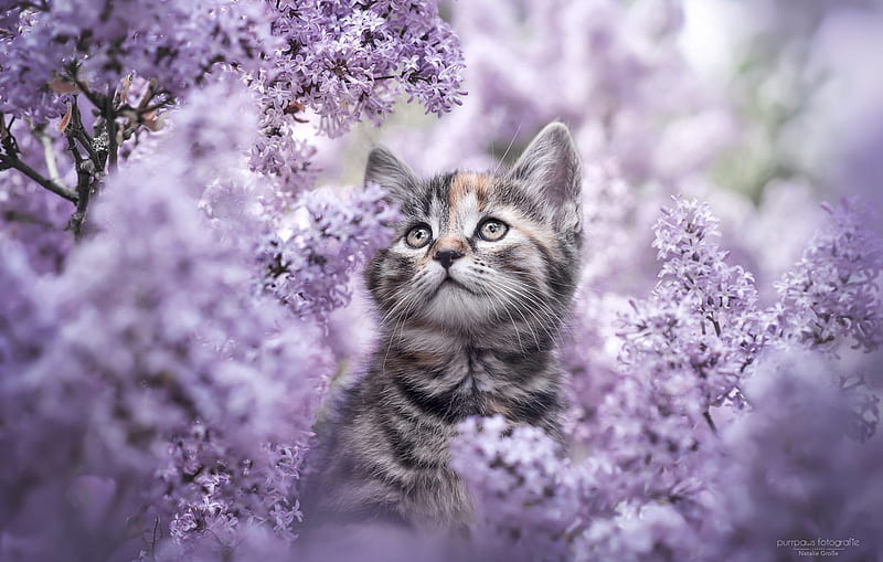 Kitten, cute, lilac, frumusete, flower, spring, pisici, cat, HD wallpaper