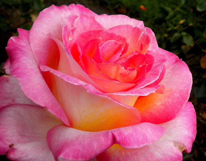 Large Pink Rose, pretty, rose, layers, large, flower, nature, petals, pink, gorgeous, HD wallpaper