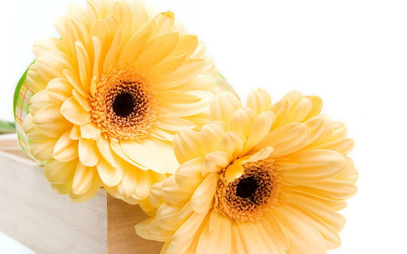Yellow Gerbera, yellow, flowers, petals, bloom, HD wallpaper