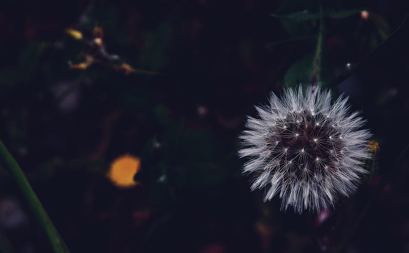 dandelion, fluffy, white, flower, macro, HD wallpaper