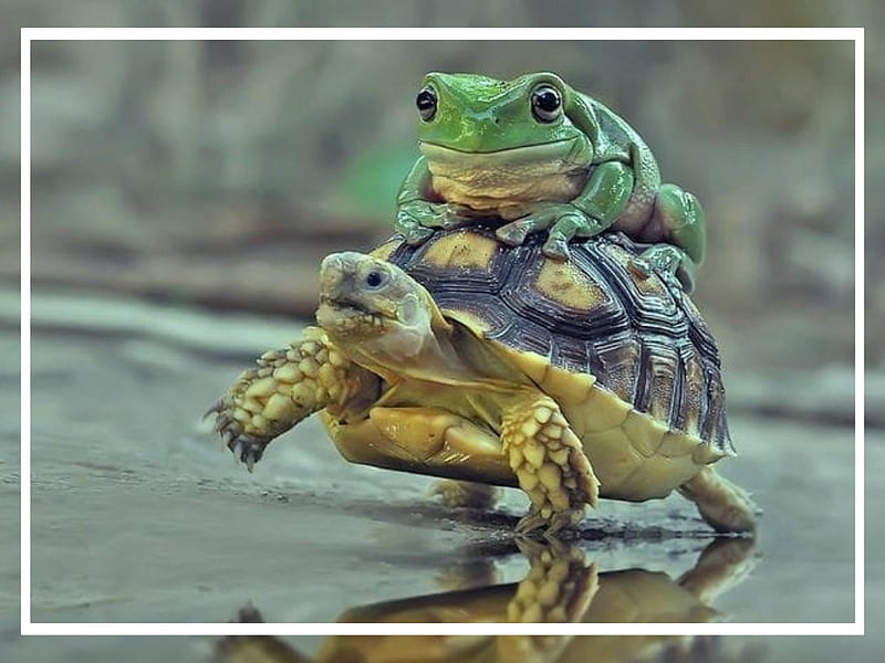 HITCHING A RIDE, NATURE, TURTLE, FROG, HD wallpaper