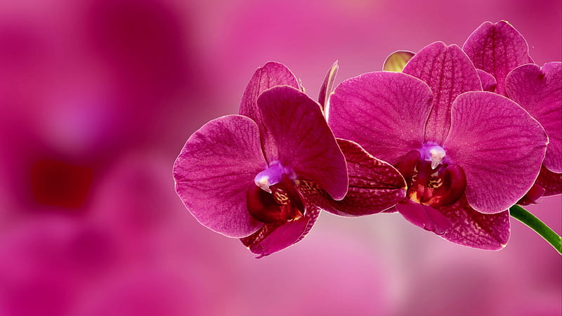 Orchid Pink Flower Petals Flowers, HD wallpaper