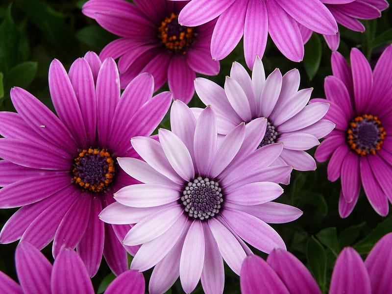 Flores moradas, hermosas flores, flores, belleza, naturaleza, primavera,  Fondo de pantalla HD | Peakpx