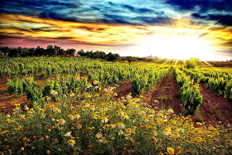Vineyard sunset, pretty, autumn, sun, grass, dazzling, sunny, ground, bonito, sunset, camomile, clouds, sundown, nice, hot, flowers, sunrise, rows, lovely, sunlight, vineyard, sky, grape, summer, sunshine, nature, meadow, field, HD wallpaper