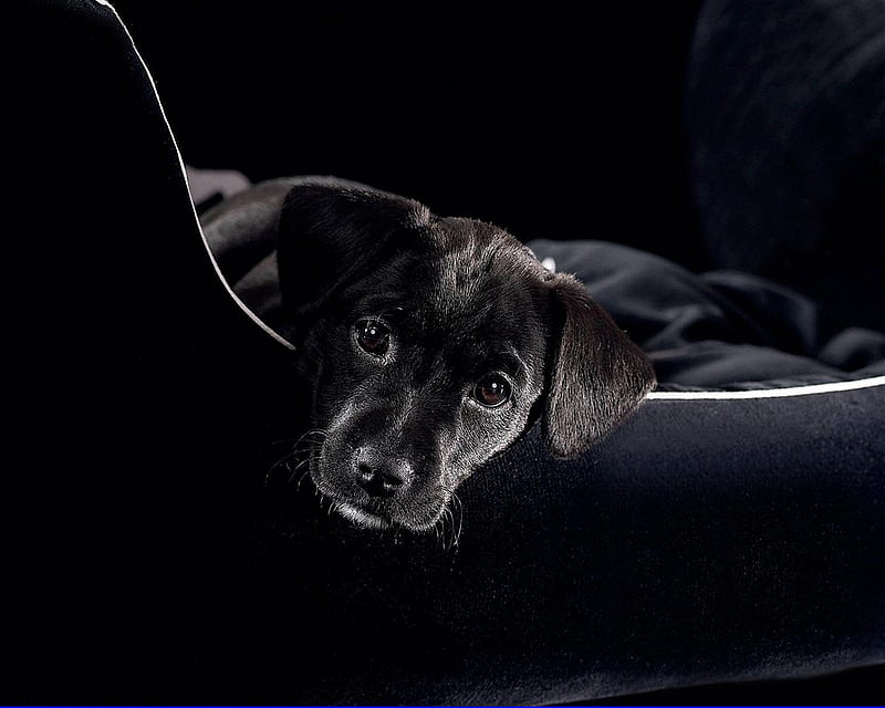 Black Dog, chair, eared, look, tame, HD wallpaper