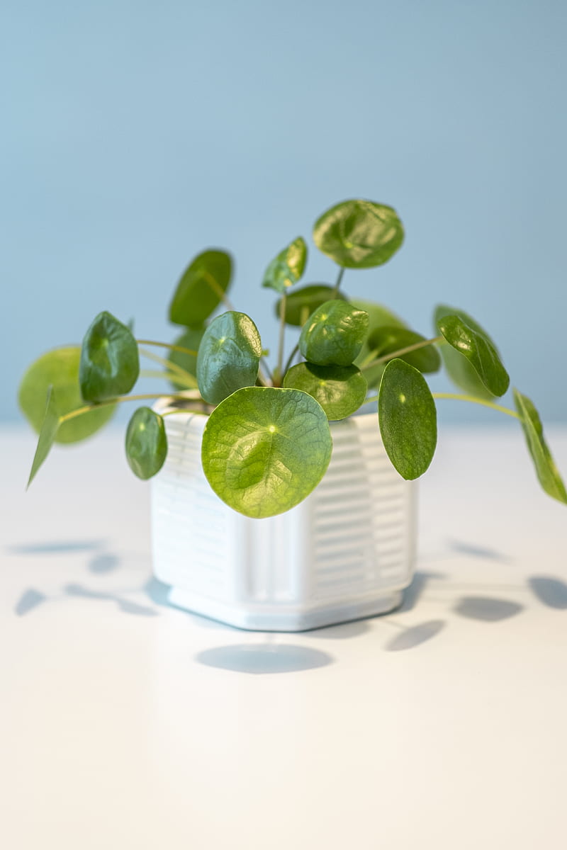 green plant on white ceramic pot, HD phone wallpaper