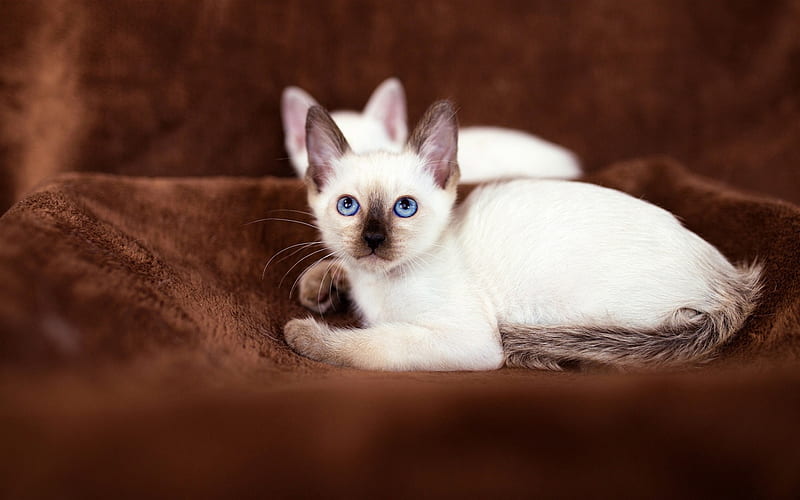 Birman kitten, pets, cats, breeds of cats, white cat, Birman, HD wallpaper
