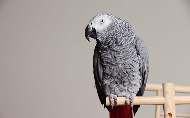 African Grey Parrot, Old World parrot, gray beautiful bird, parrot, Psittacus erithacus, HD wallpaper