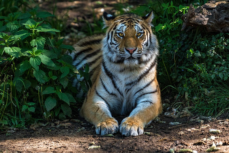 Tiger, black, orange, white, wildlife, HD wallpaper