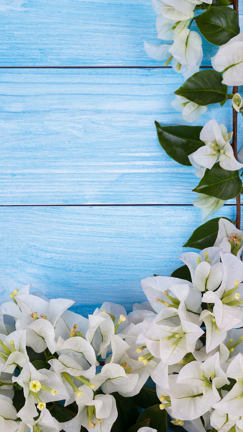 White flowers, blossom, blue, blue wood, flower, flowers, green leaves,  nature, HD phone wallpaper | Peakpx