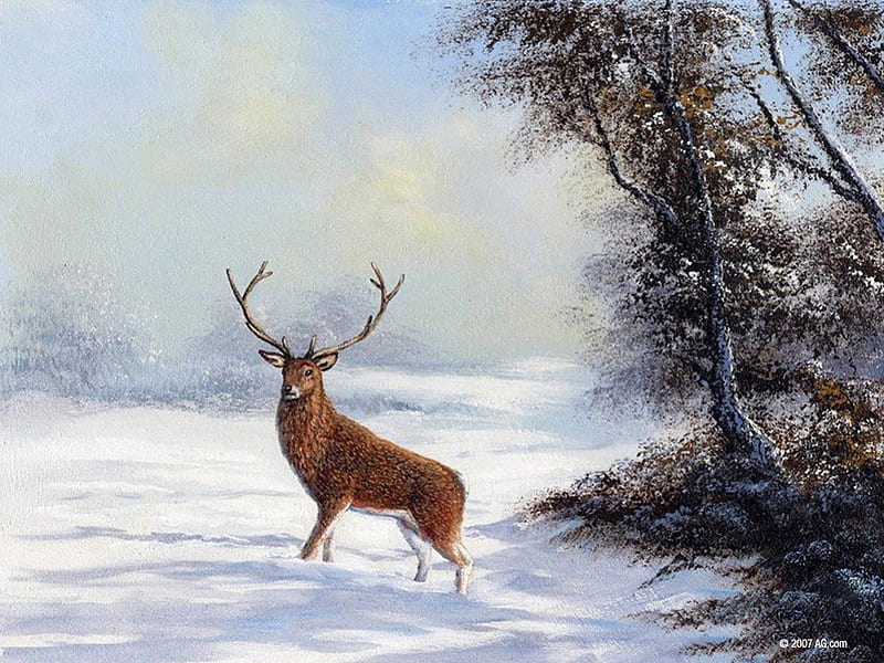 Solitary Stag, trees, snow, winter, deer, HD wallpaper