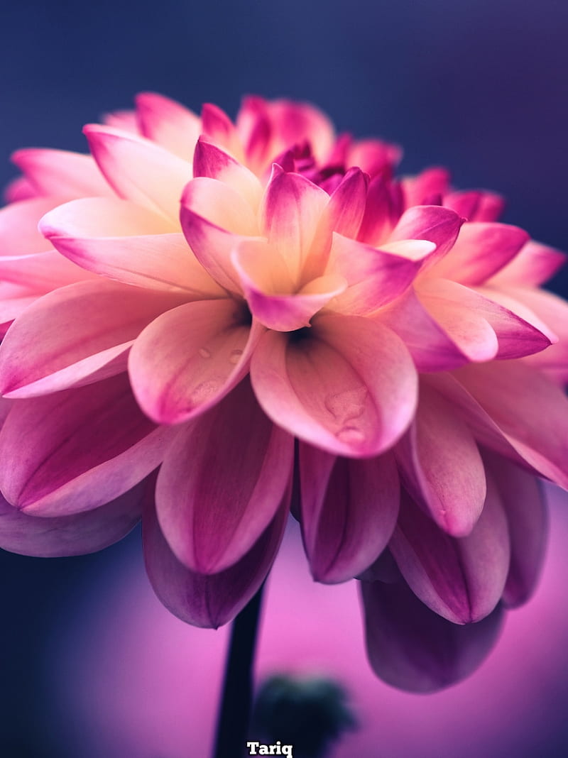 Tariq collection , pink, flower, tulips, material, blue, HD phone wallpaper