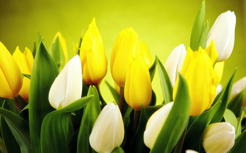 spring flowers tulips-plants s, HD wallpaper