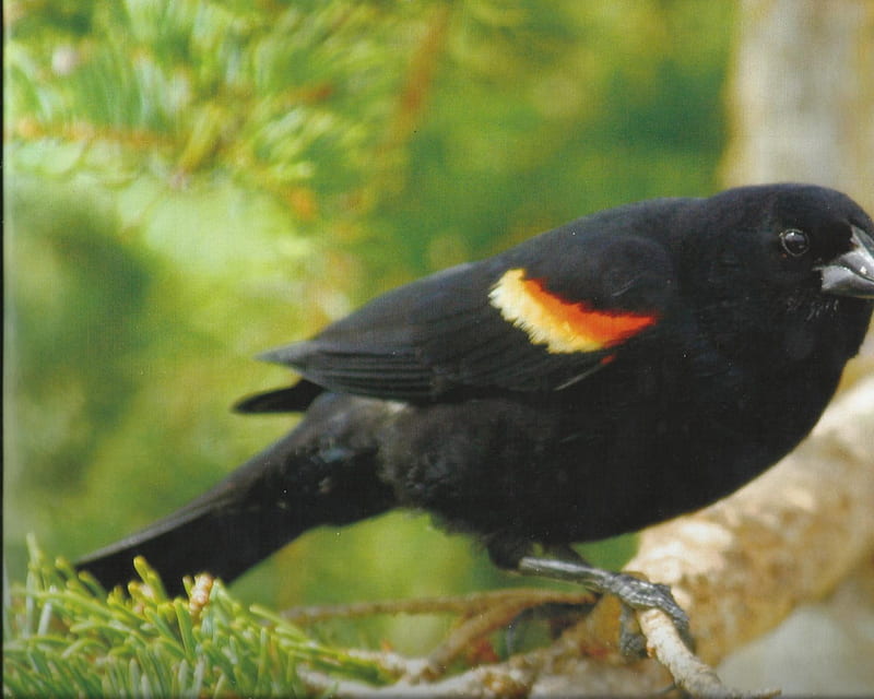 Red-winged blackbird, pretty, black, bird, feathers, HD wallpaper