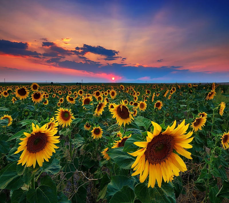 Sunflower Field, look, nice, HD wallpaper | Peakpx