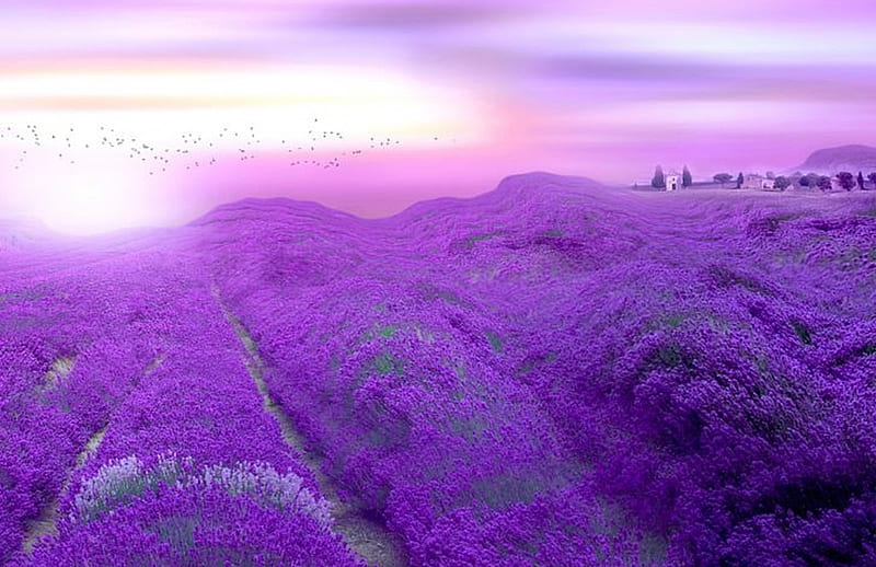 Lavender, purple, summer, birds, light, HD wallpaper | Peakpx
