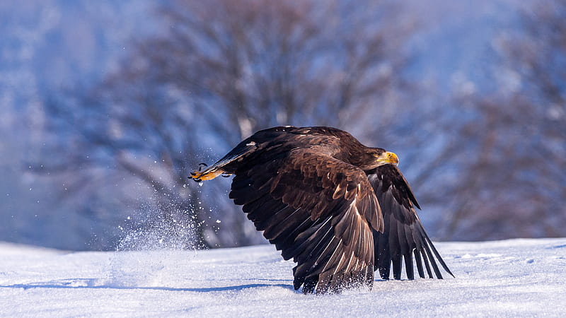 Flying Eagle With Yellow Nose Birds, HD wallpaper