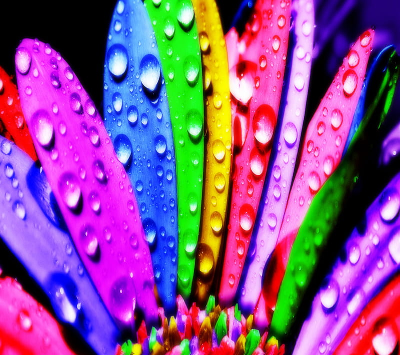 The Flower, bright, colors, dew, flower, petals, wet, HD wallpaper | Peakpx