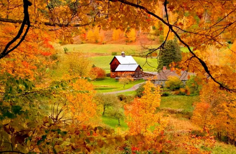 Autumn view, fall, autumn, house, lovely, view, cottage, golden, yellow ...