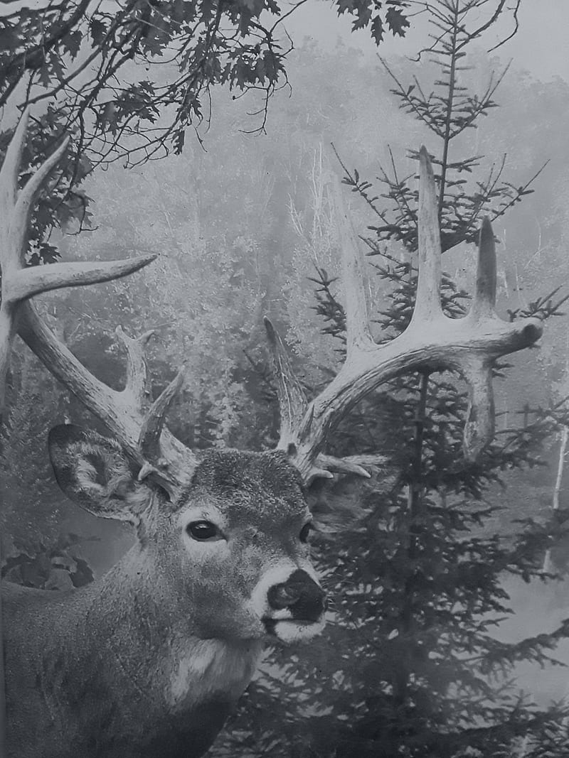 black and white deer wallpaper