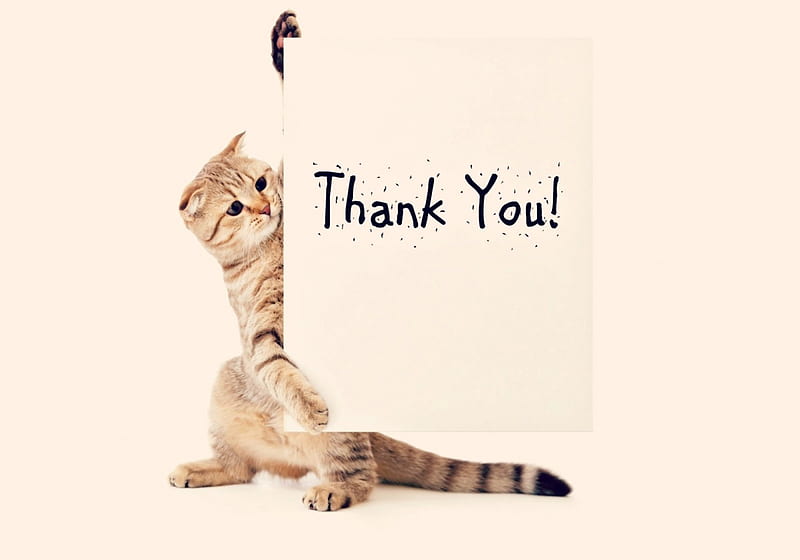 Thank you!, black, white, cat, animal, word, card, HD wallpaper | Peakpx