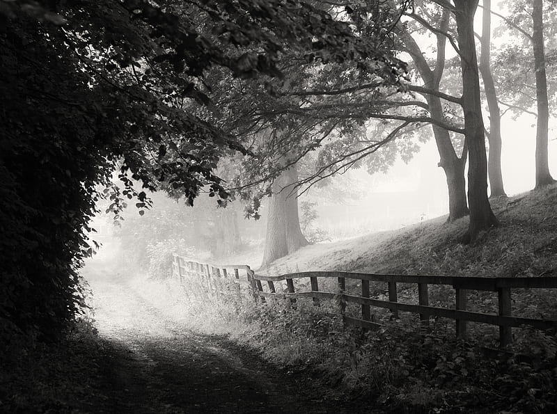 Foggy Morning, Road, Black and White Ultra, Black and White, Trees, Morning, Road, Foggy, HD wallpaper