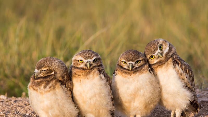 Burrowing owl chicks near a burrow Wyoming Bing, HD wallpaper