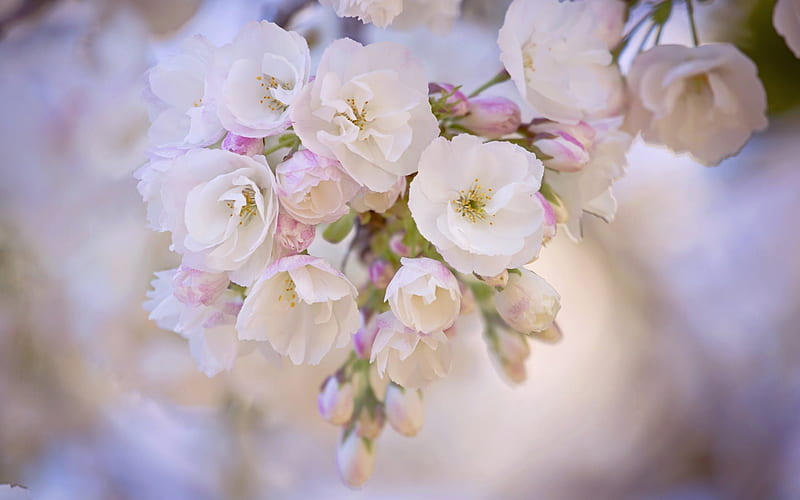 cherry blossoms, white flowers, spring, HD wallpaper
