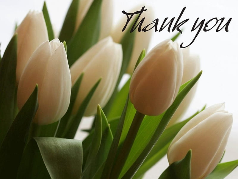 Tulips Thank You Card, words, elegant, card, thank you, message, flowers, nature, tulips, white, HD wallpaper