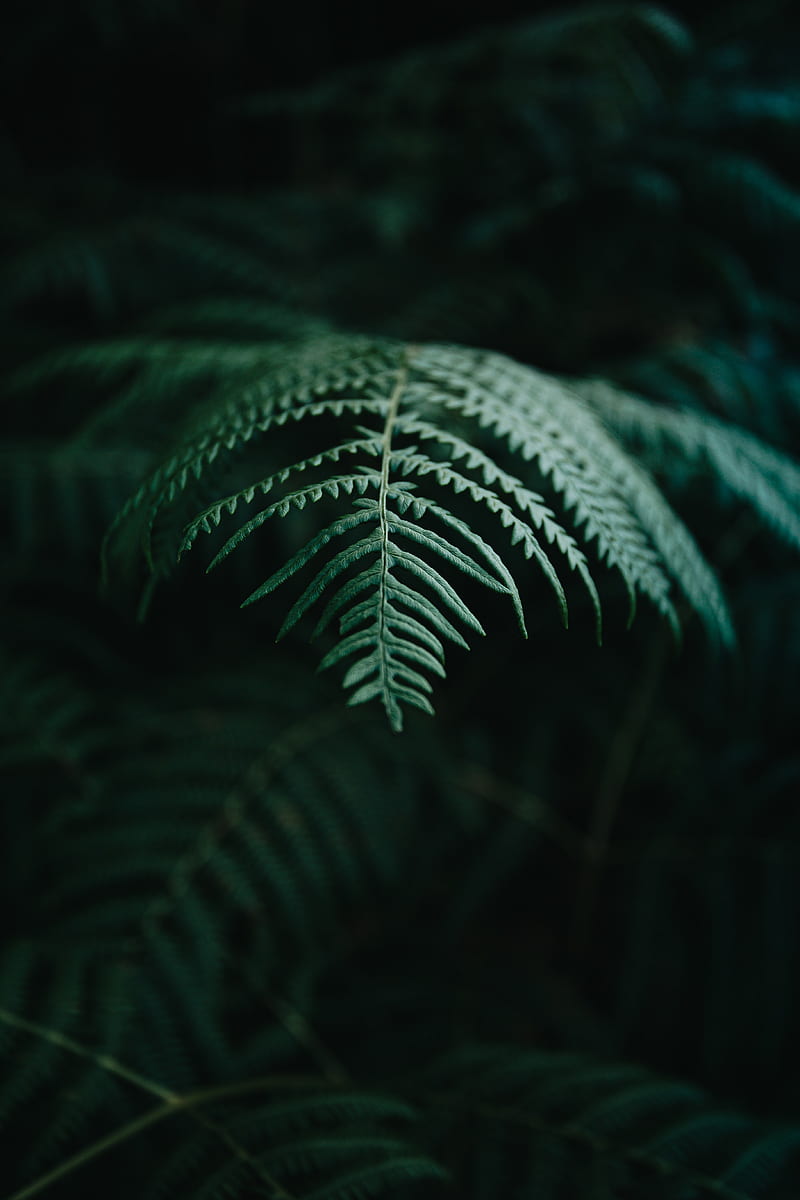 fern, branch, macro, plant, HD phone wallpaper