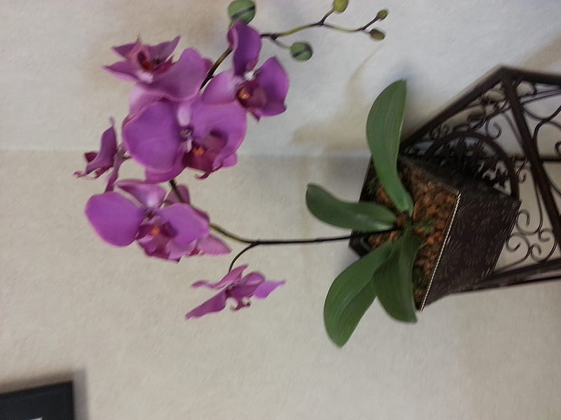 Orquideas, lindas, bonitas, purple, HD wallpaper