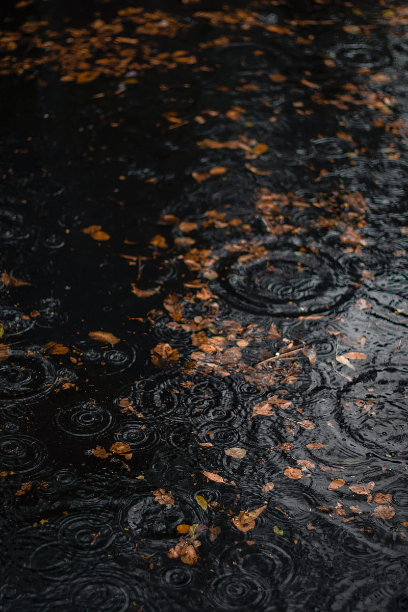 puddle, rain, drops, leaves, autumn, HD phone wallpaper