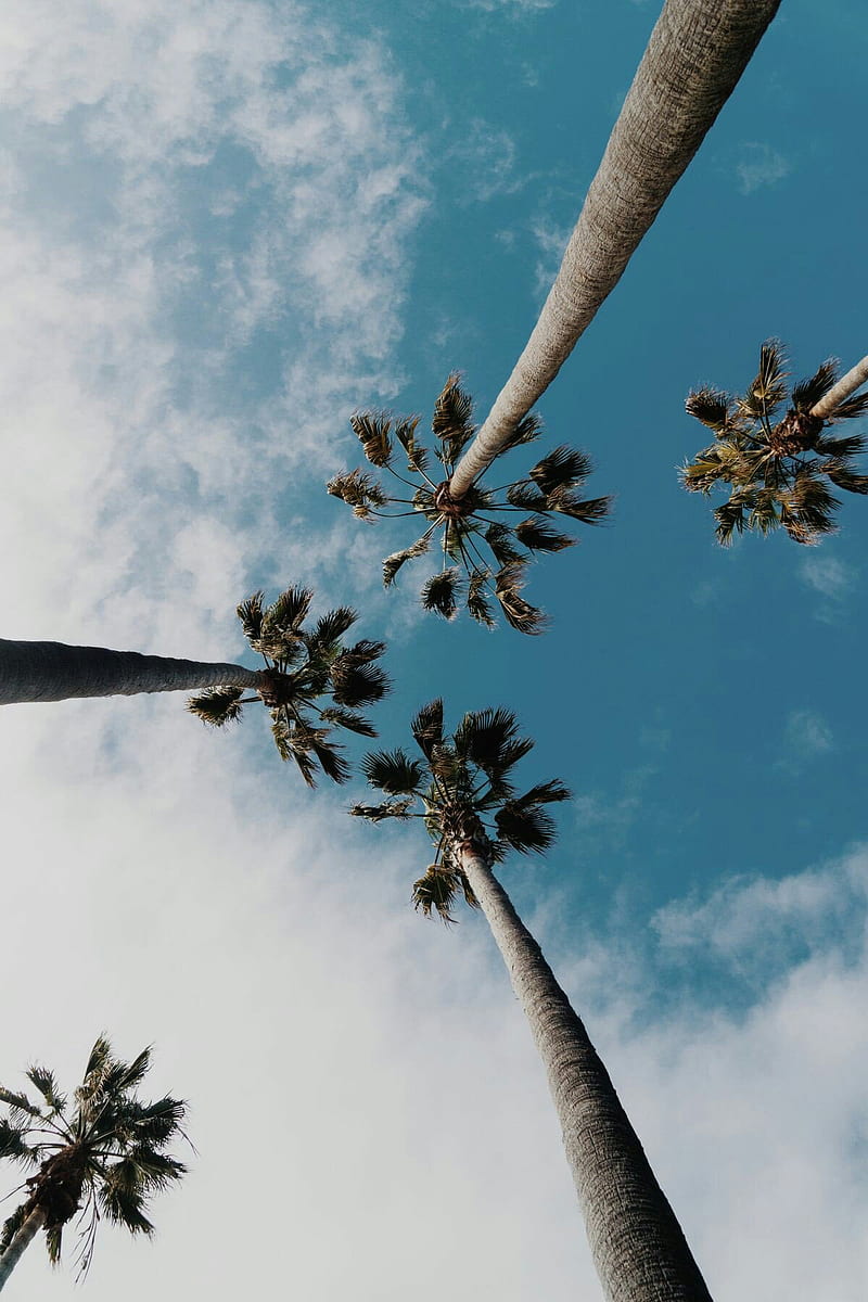 palm trees, sky, trees, HD phone wallpaper