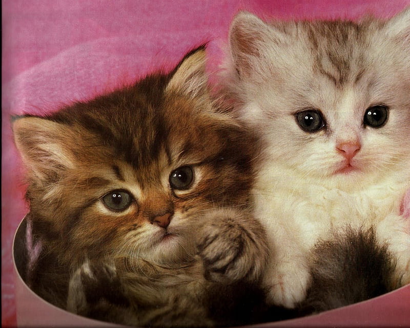 two kittens in a tin can, cute, feline, kittens, tin, can, pink, HD wallpaper