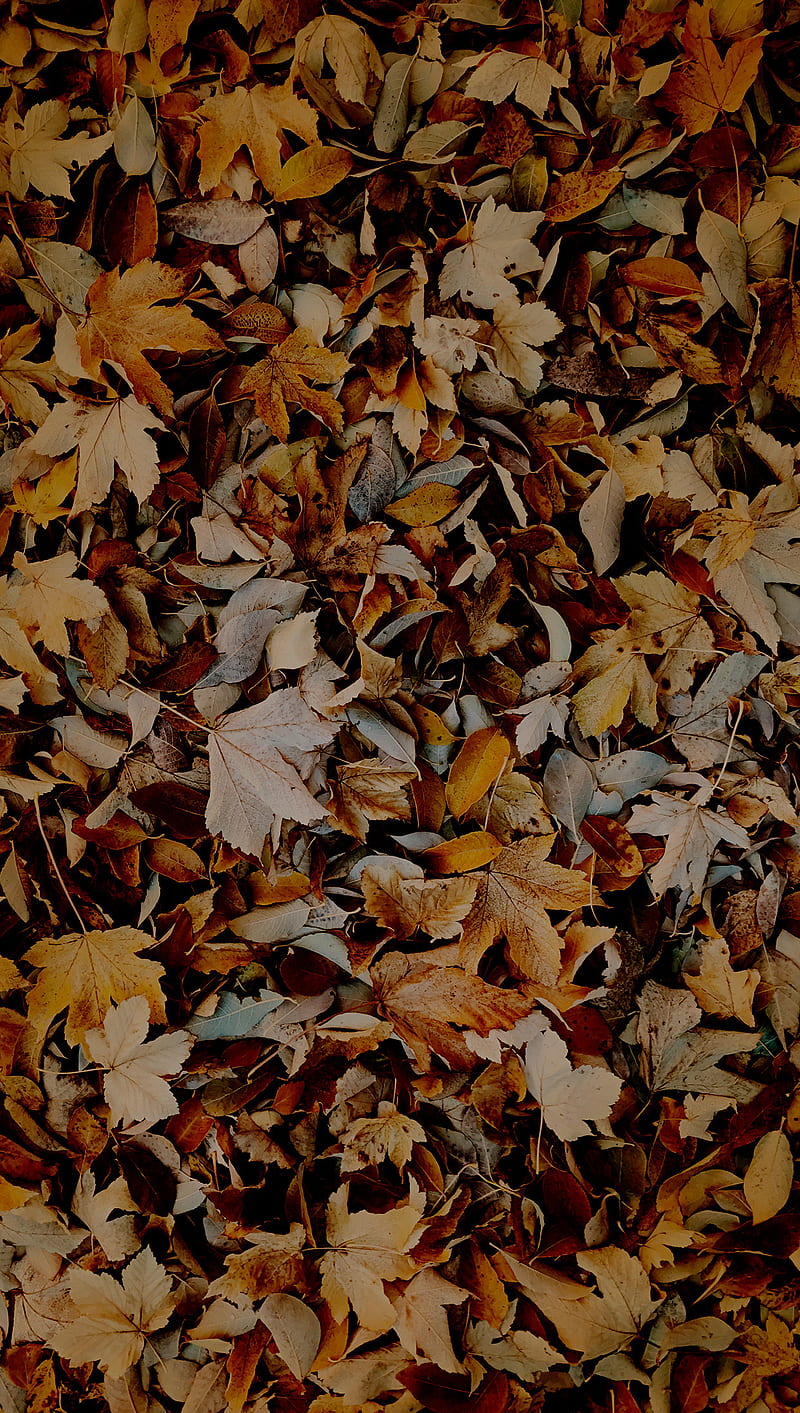 The Fallen, autumn, brown, fall, leaves, nature, orange, organic, real, HD phone wallpaper