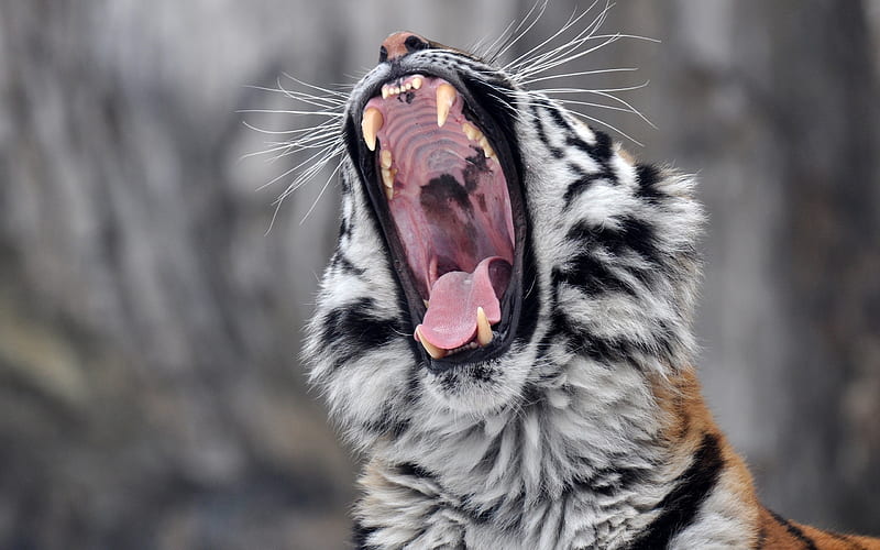 Cats, Tiger, Close-Up, Roar, HD wallpaper