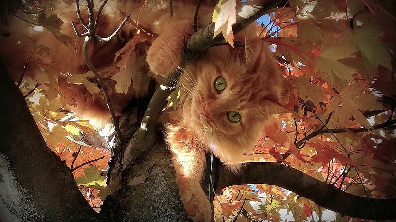 Cat Is Coming Down From A Tree Animals, HD wallpaper