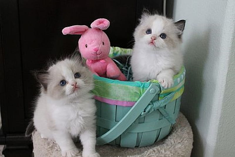 cute kittens with a bunny toy, kittens, cute, cats, animals, HD wallpaper