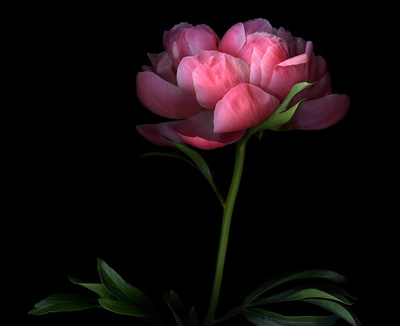 Peony Flower Wallpapers  Wallpaper Cave