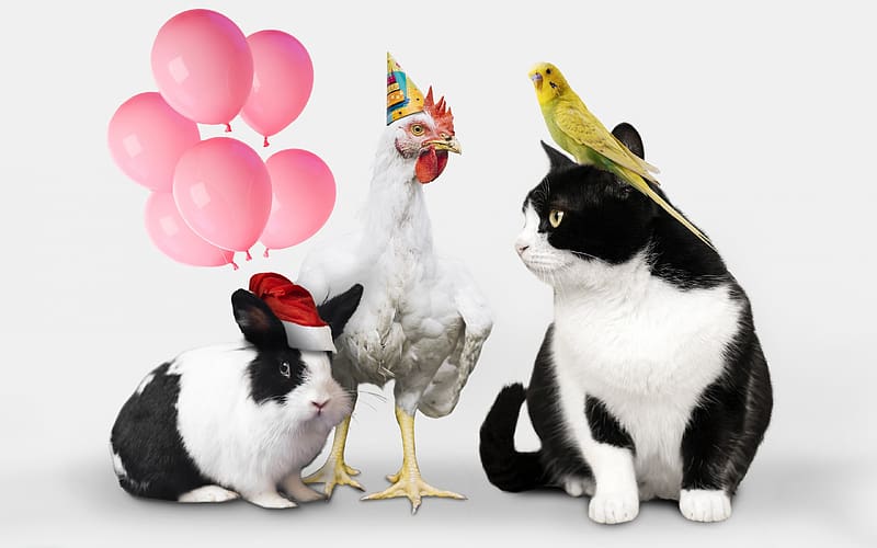 :), animal, chicken, black, white, bird, cat, hen, bunny, pink, balloon, pet, rooster, pasari, rabbit, HD wallpaper