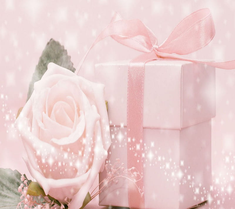 Pink Wonder, bonito, cool, cute, flower, gift, nice, pretty, rose, sweet, HD wallpaper